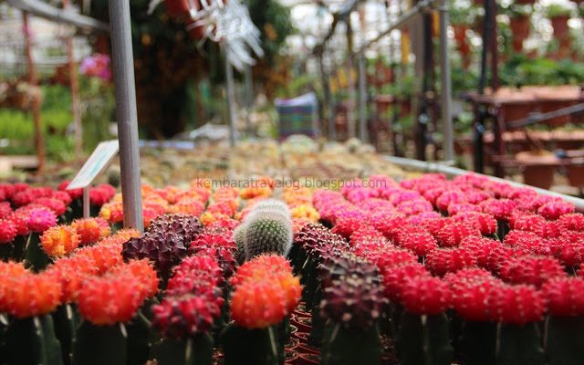 Cameron Highland 2012: Pergi hari balik hari bahagian satu