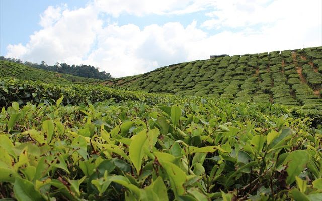 Cameron Highland 2012: Pergi hari balik hari bahagian dua